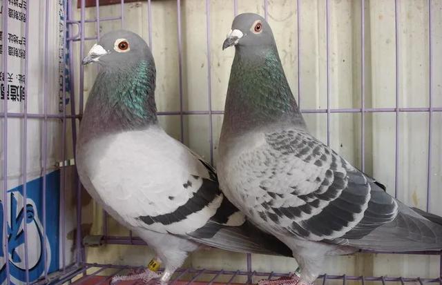 急躁的性格, msn 急躁的性格, msn