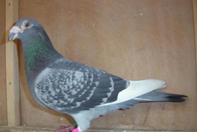 鸽友会刻意, AA, 鸽子亲和力 鸽友会刻意, AA, 鸽子亲和力